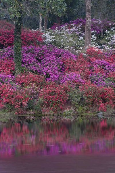 South Carolina Blooming azaleas